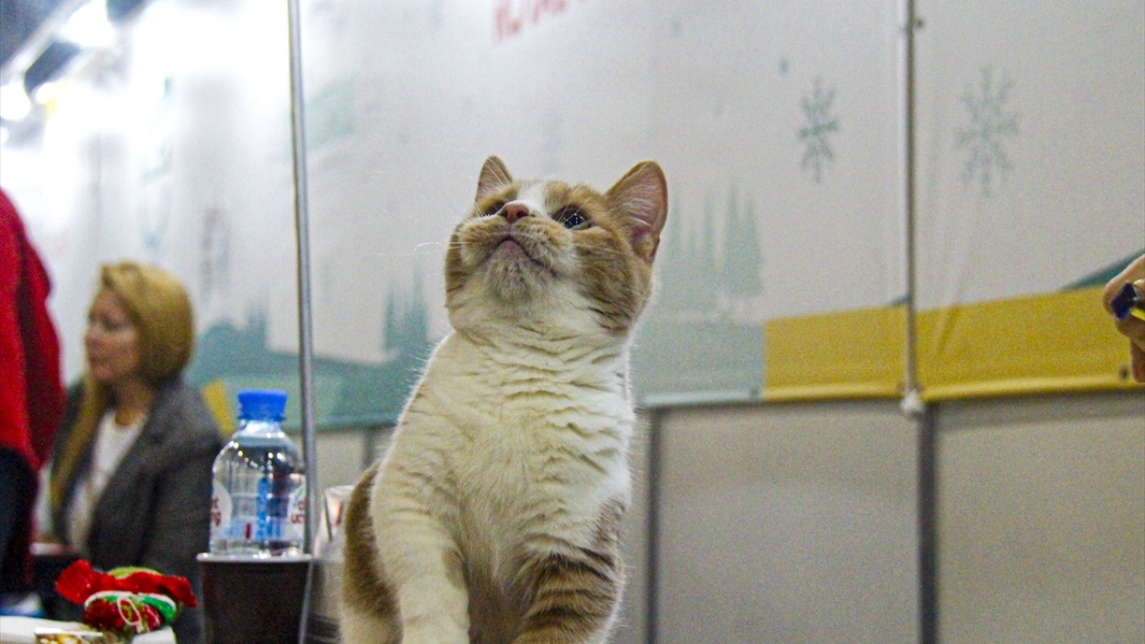 12 ülkeden ve 40 cinsten 2 bin kedinin yer aldığı fuarda, "en iyi kedi" ve "en iyi yavru kedi" gibi çeşitli yarışmalar yapıldı.