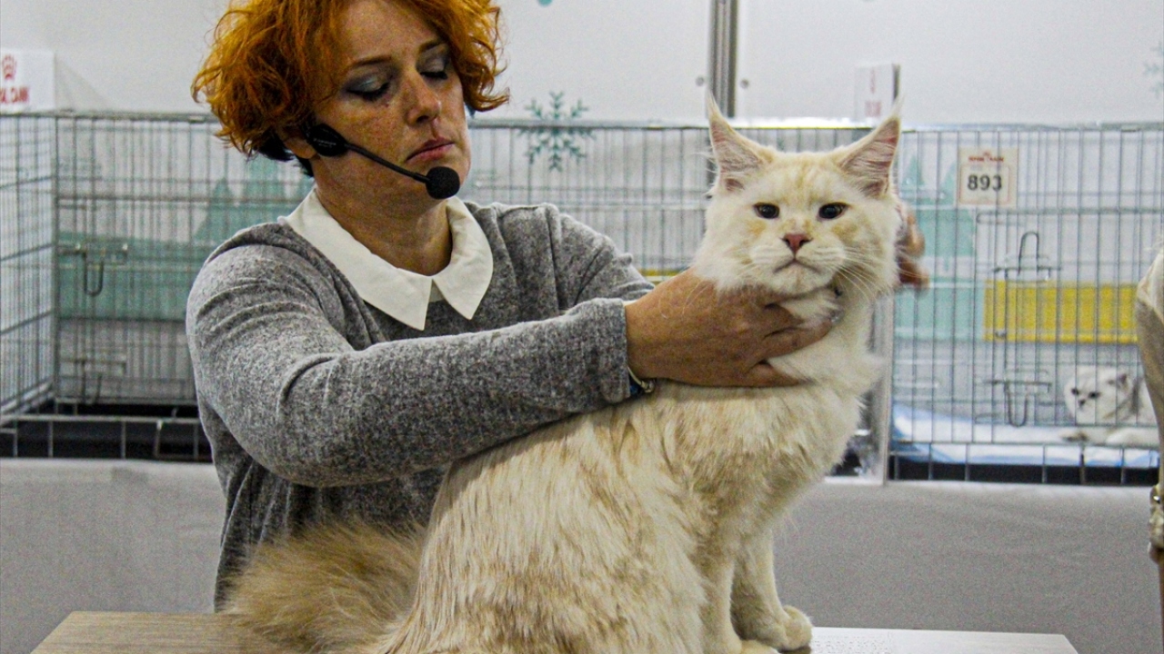 Kedilerle ilgili sunumların yapıldığı fuar, 2 gün sürecek.