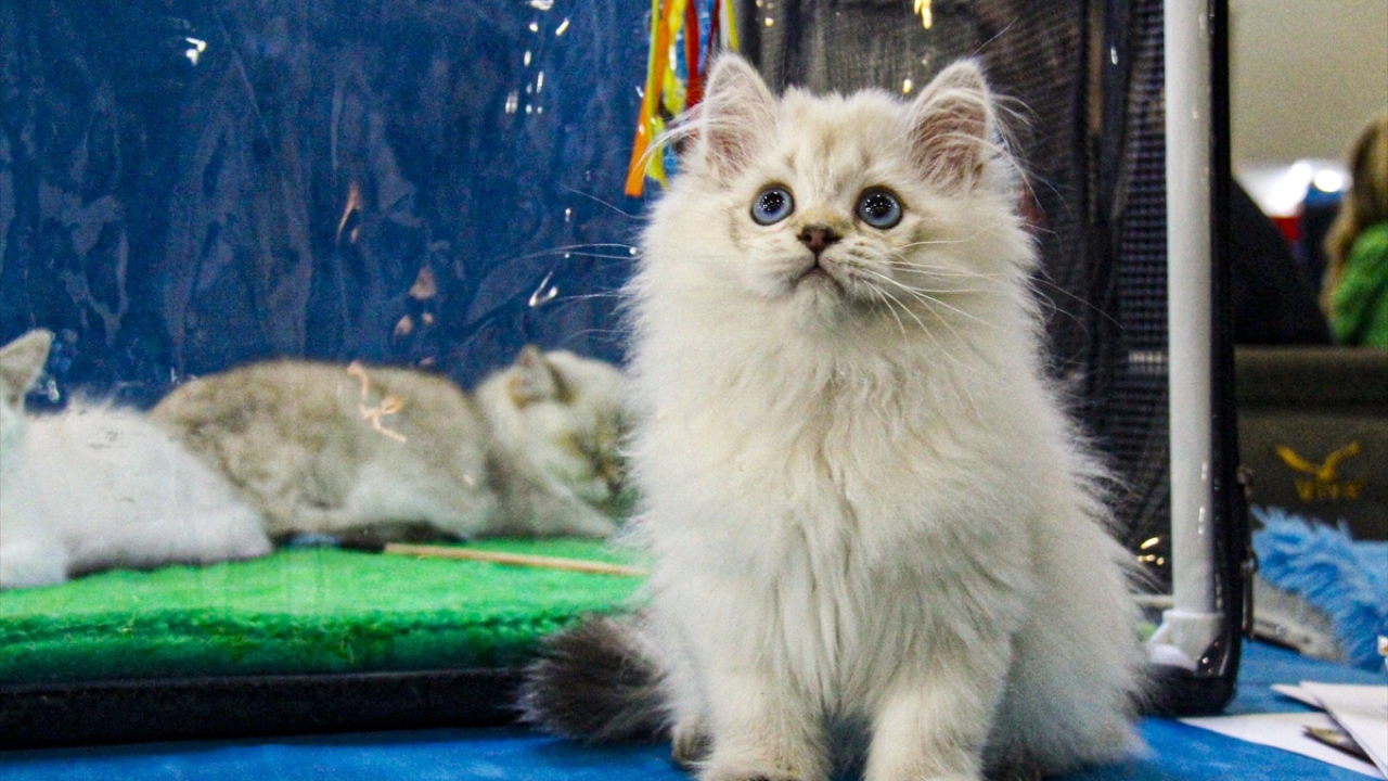 Moskova`daki Crocus Expo Fuar Merkezi`nde "Roskoş" Felinoloji Kulübünce organize edilen fuarı çok sayıda kişi ziyaret etti. 