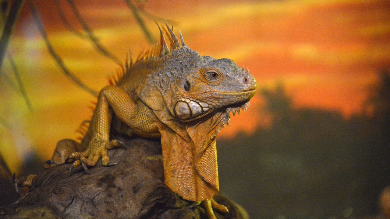 En çok köpekbalığı burda