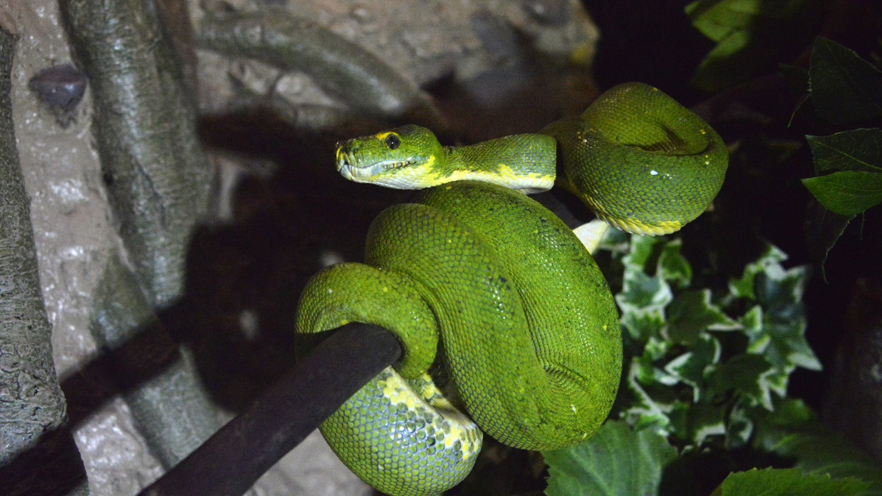 Dünyanın en zehirlisi