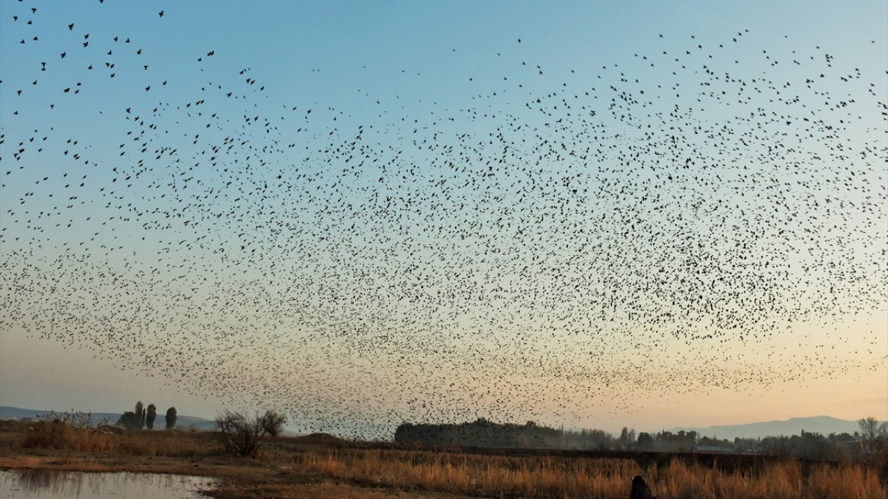 Üç yıldır kentte görev yaptığını ve boş zamanlarında da fotoğraf çekimi için sulak alanlara gittiğini anlatan Alagöz, şöyle konuştu:
