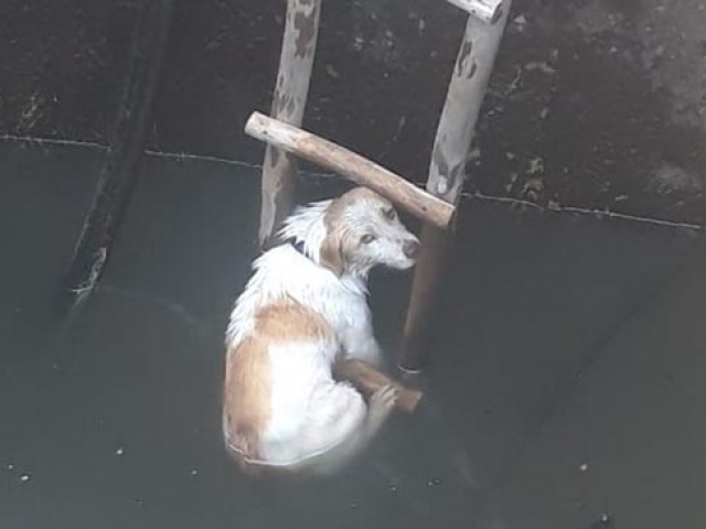 5 metrelik kuyuya düşen köpeği itfaiye kurtardı