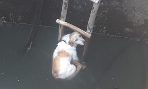 5 metrelik kuyuya düşen köpeği itfaiye kurtardı