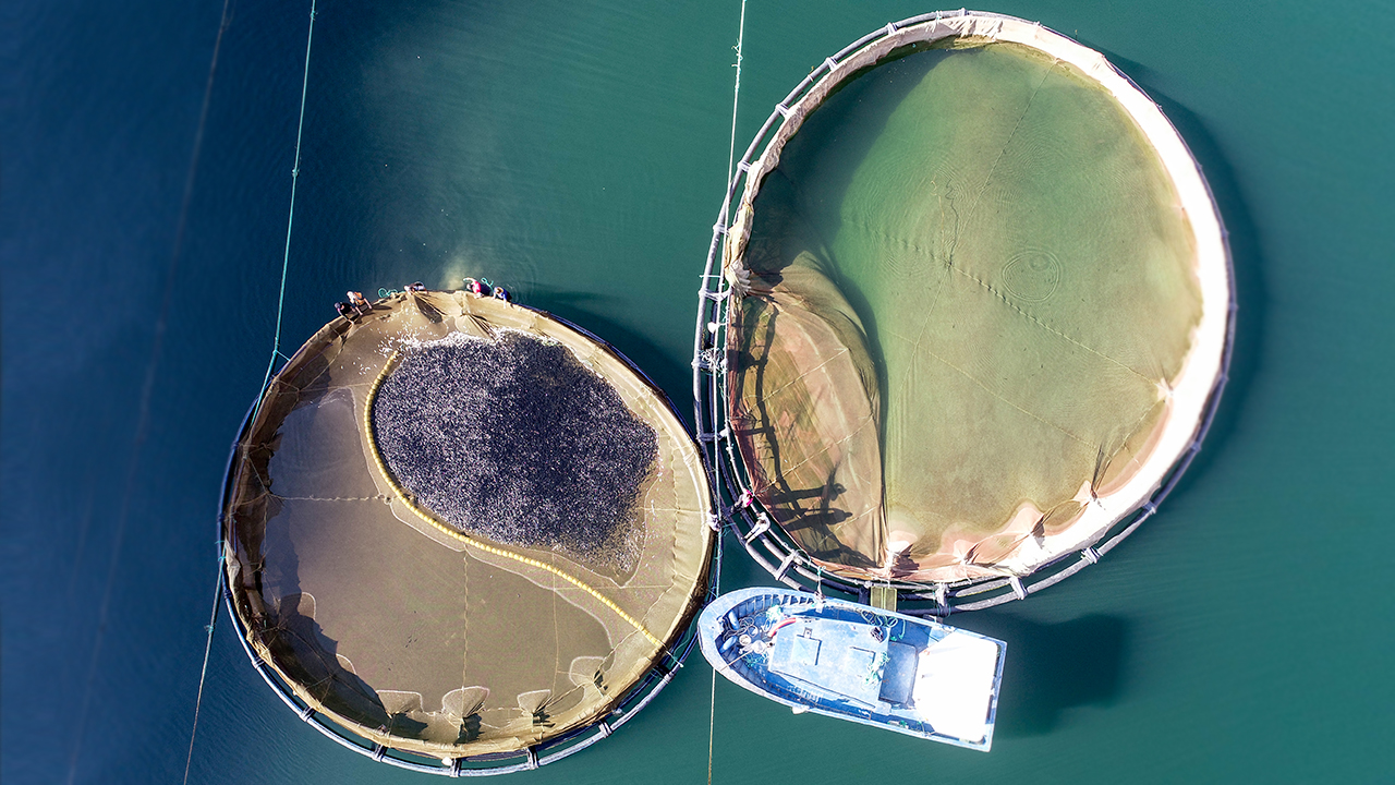 Keban ve Karakaya baraj gölleri üzerinde yer alan tesislerde üretilen balıklar, yurt dışına da gönderiliyor. 