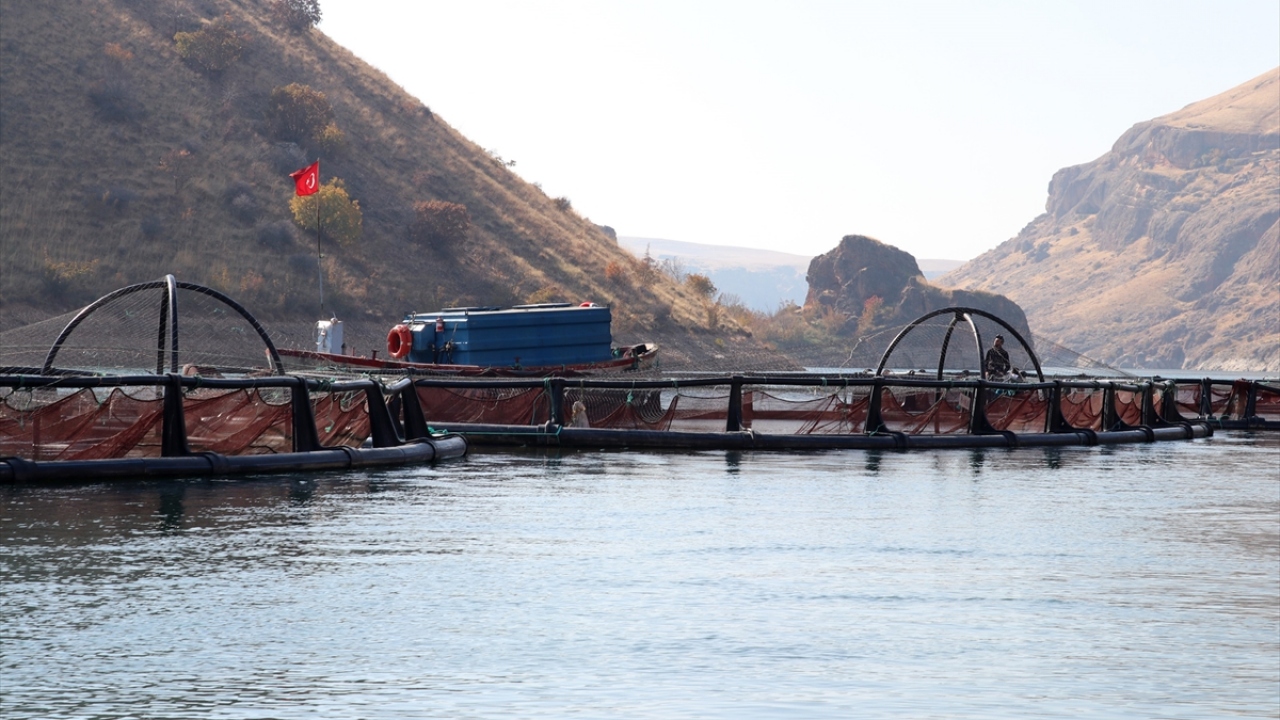 Gümüşdoğa Su Ürünleri firması temsilcisi Süleyman Arpacı ise firma olarak bu yıl 10 bin ton civarında alabalık üretimi gerçekleştirdiklerini söyledi.