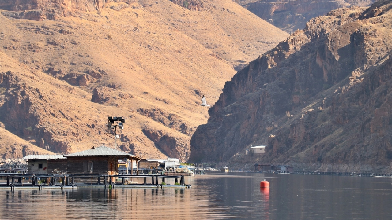 350 grama ulaşınca satılıyor