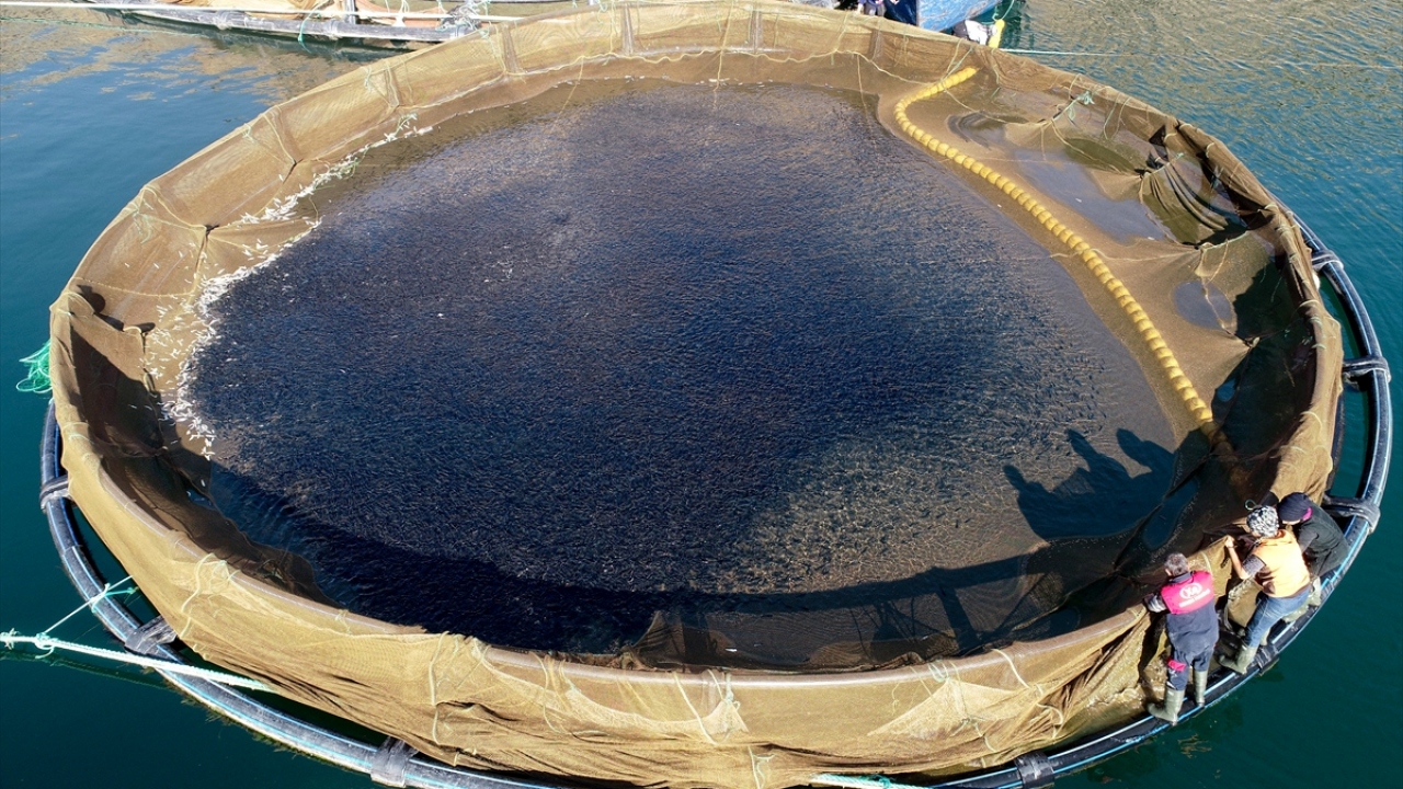 Burada yetiştirilen alabalığın yaklaşık 10 bin tonu başta Almanya, Hollanda,  Belçika ve Rusya`ya ihraç edilirken, somon ise Japonya başta olmak üzere Uzak Doğu ülkelerine gönderiliyor.