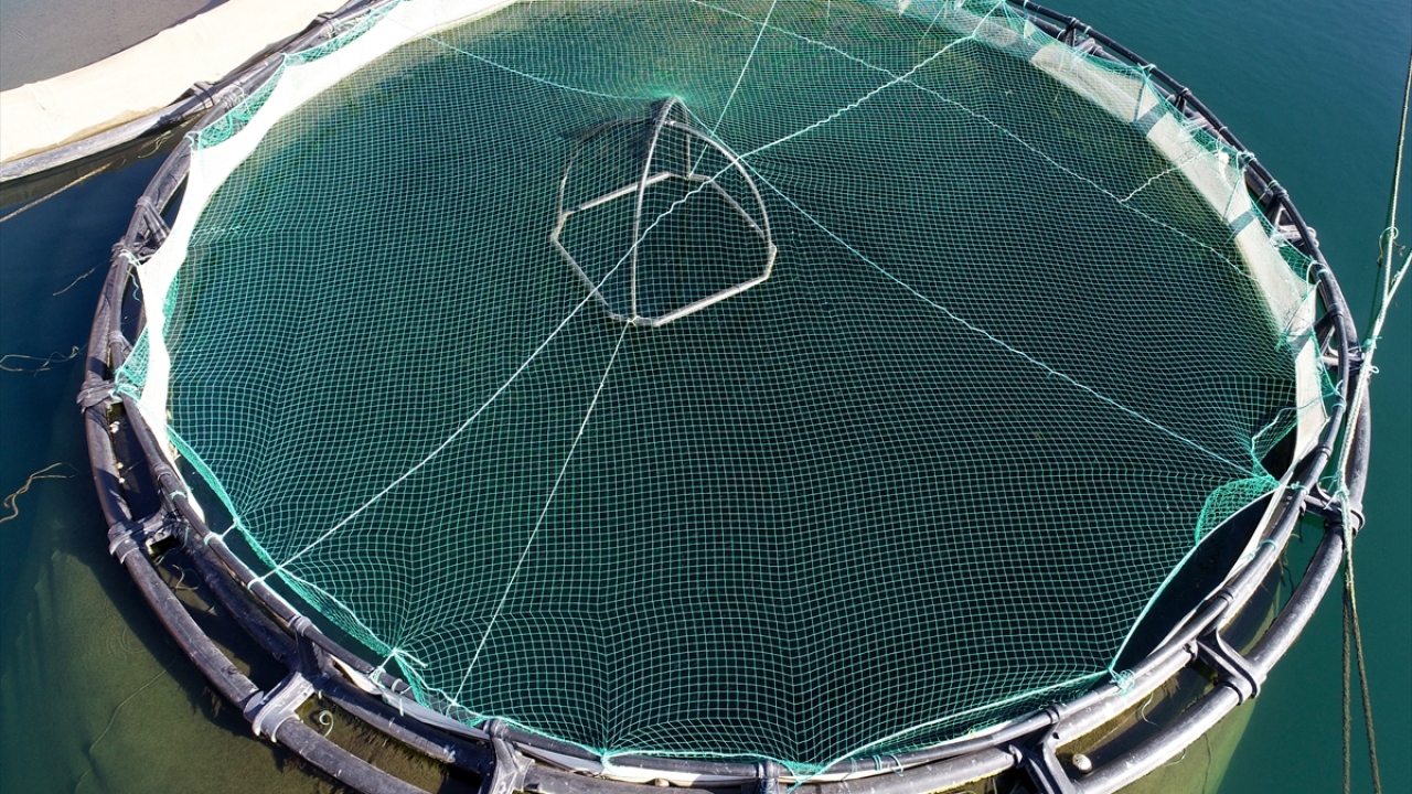 Talepteki artışın ihracata da yansıdığını aktaran Karahan, "Elazığ`ın kaliteli sularında yetişen alabalığımızı sadece Türkiye`nin sofralarına değil, aynı zamanda Almanya, Hollanda ve Belçika gibi bir çok Avrupa ülkesinin sofrasına gönderiyoruz." dedi.