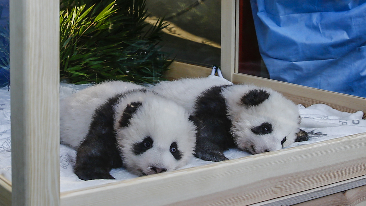 Berlin Hayvanat Bahçesinden yapılan açıklamada, erkek pandaların isimlerinin "Meng Xiang" ve "Meng Yuan" olduğu belirtildi.