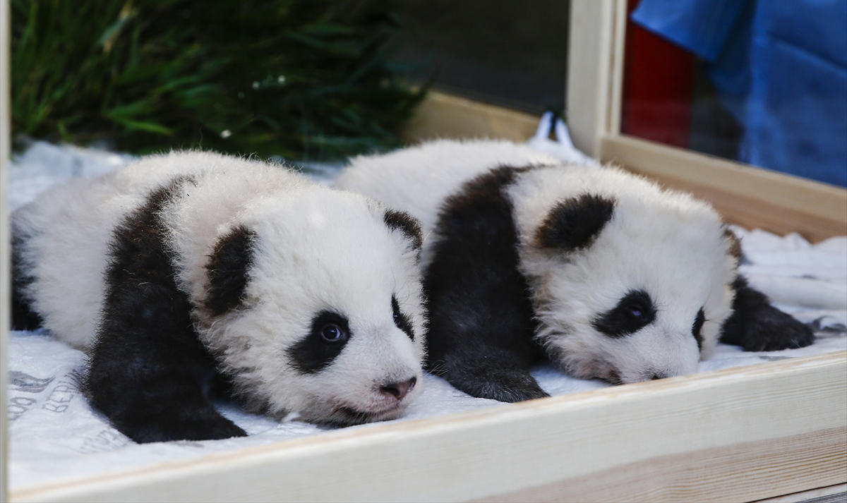 Çin’den 2017`de Berlin’e getirilen Meng Meng adlı panda 31 Ağustos’ta ikiz yavru doğurmuştu.