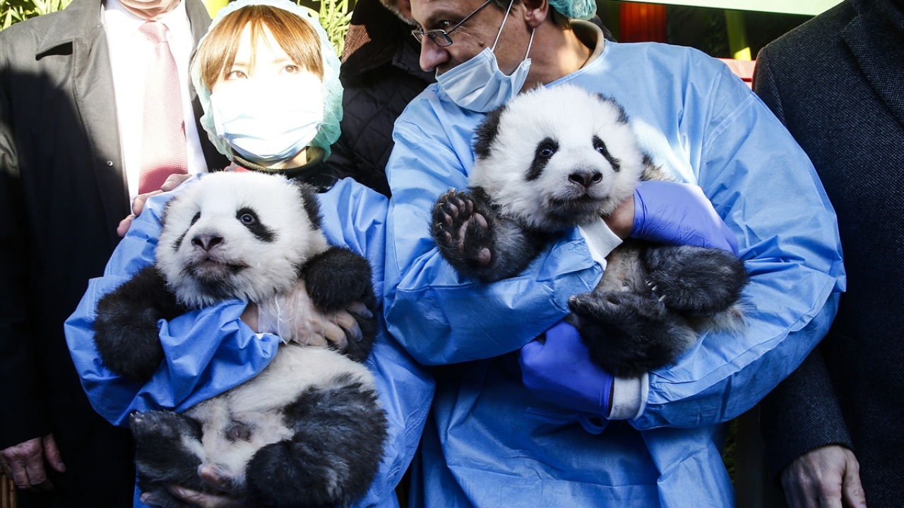 Çin geleneklerine göre, yavru pandaların isimleri doğumunun 100. gününde veriliyor.