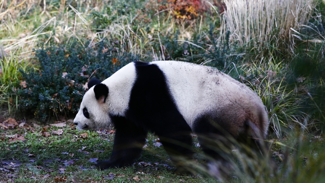 İsimlerin "arzulanan rüya" (Meng Xiang) ve "gerçekleşmiş rüya" (Meng Yuan) anlamına geldiği ifade edilen açıklamada, 136 ve 186 gram ağırlığında doğan pandaların 100 gün içinde yaklaşık 6 kiloya ulaştığı aktarıldı.