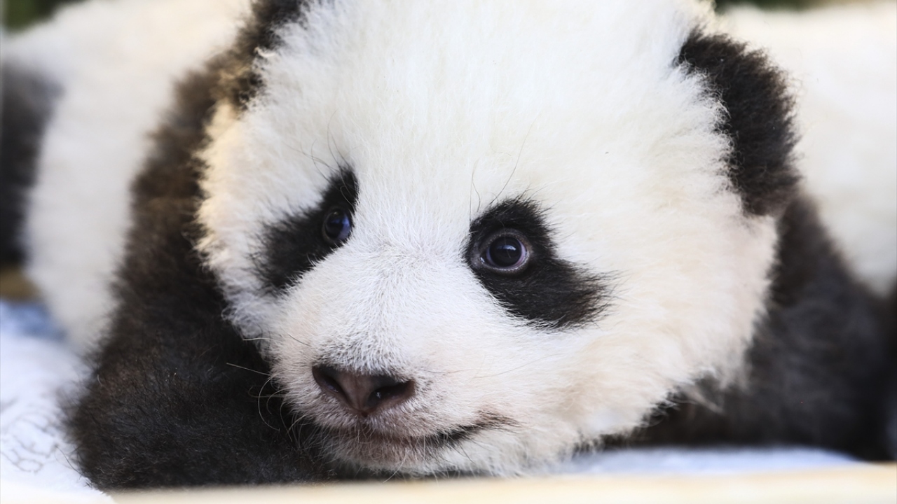 Açıklamada, iki pandanın hayvanat bahçesi ziyaretçilerine 2020’de gösterileceği kaydedildi.