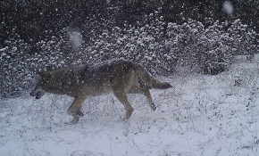 Afyonkarahisar'da yaban hayatı fotokapanlarla görüntülendi