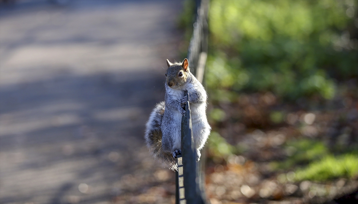 Londralılar, parkın simgelerinden olan sincapları kuğuları ve martıları da beslemeyi ihmal etmiyor.