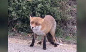 Yoluna çıkan tilkiyi elleriyle besledi
