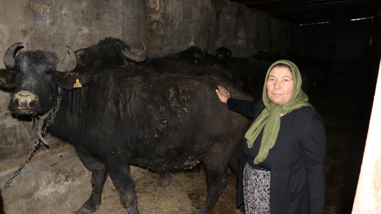Mandaları makine kullanmadan eliyle sağdığını vurgulayan Kemer, ürünlerinde katkı maddesi kullanmadığını belirtti.