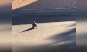 Los Angeles'ta gündem şapkalı güvercinler