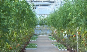 Tarımsal üretimin yüzde 14'lük kısmı israf ediliyor