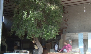 Marangoz atölyesinde asırlık zeytin ağacı