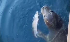 Koruma altındaki Akdeniz foku Kaş'ta görüldü