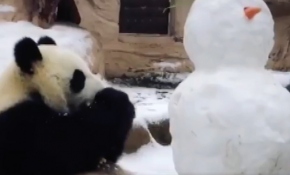Sevimli panda arkadaşı kardan adamı önce inceledi sonra yedi