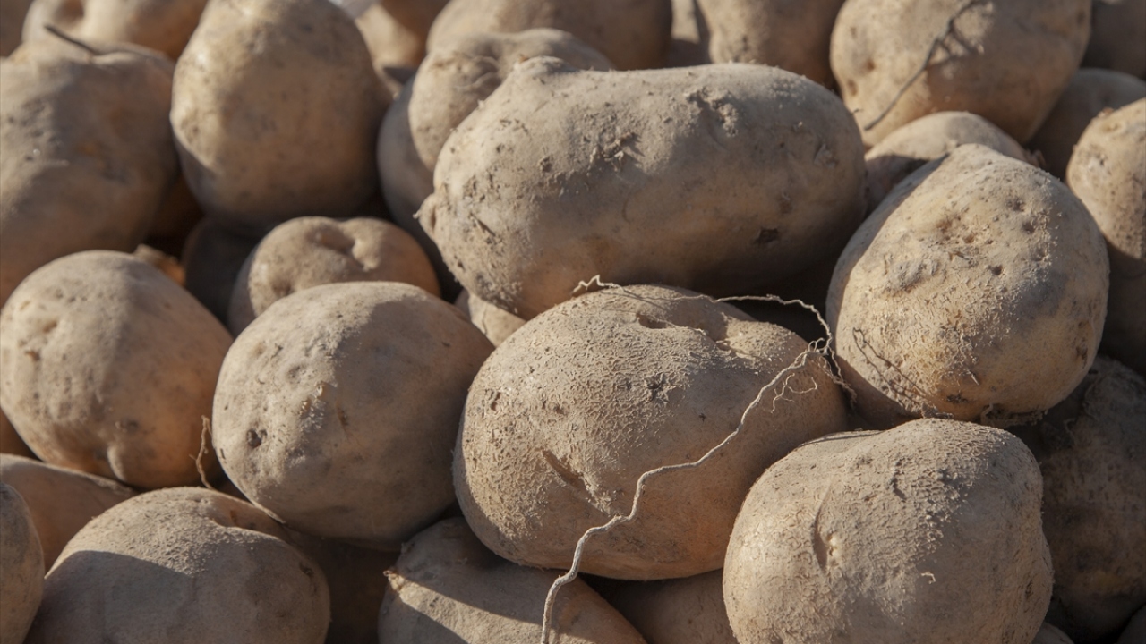 Ahlatlı tohum üreticilerinden Kenan Örken de Türkiye`de patates üretiminin gerçekleştirildiği illerin tamamına sertifikalı patates tohum sattıklarını anlattı.