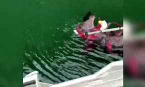 Ahtapotun kollarına sıkışan kartalı balıkçılar kurtardı