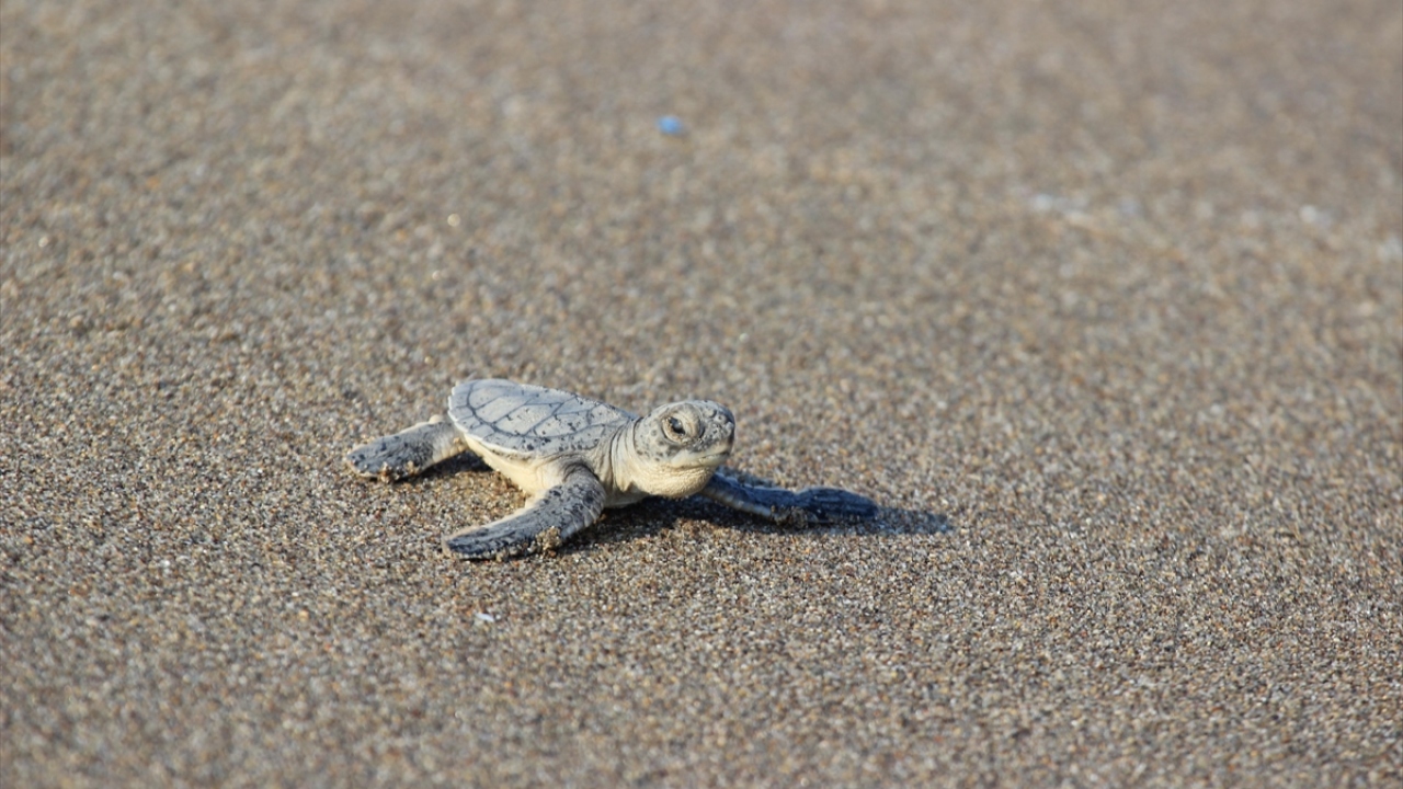 Bu yılki çalışmalarda 143,7 kilometre sahil şeridinde 4 bin 491 adet caretta caretta yuvası ve 3 bin 125 adet chelonia mydas yuva sayısı tespit edildi.