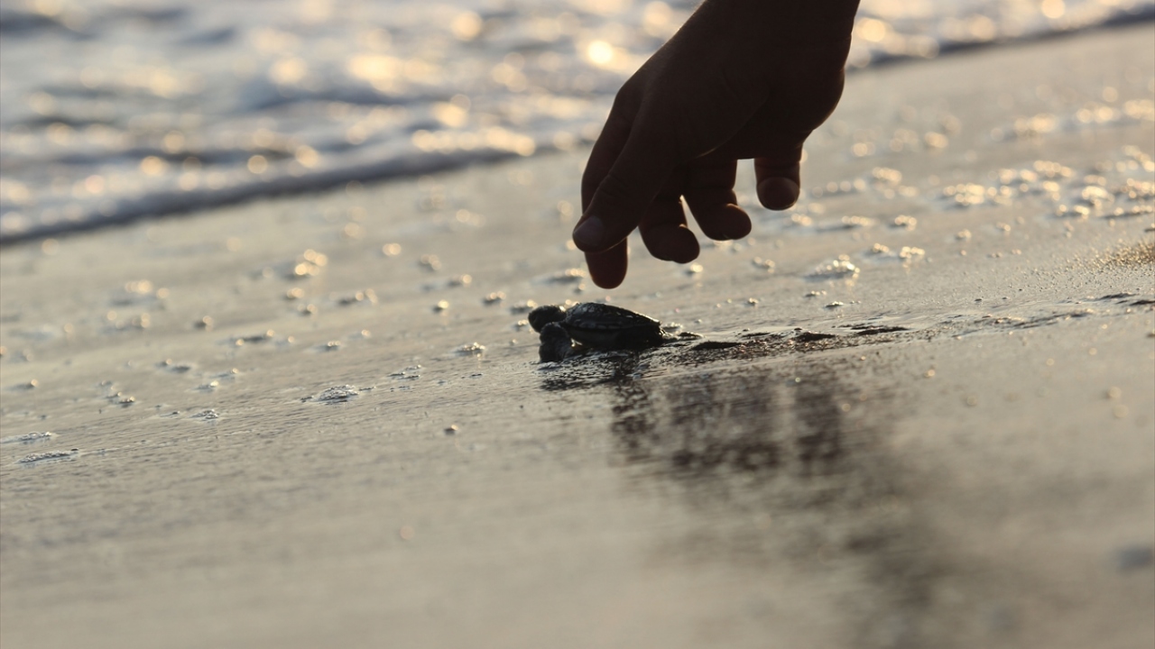 Türkiye`de 21 önemli deniz kaplumbağaları yuvalama kumsalının 14`ünde düzenli olarak "izleme, koruma ve yuva tespit" çalışmaları yürütülüyor.