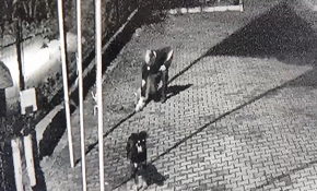 Tasması sıkışarak boğulan köpeği vatandaşlar kurtardı