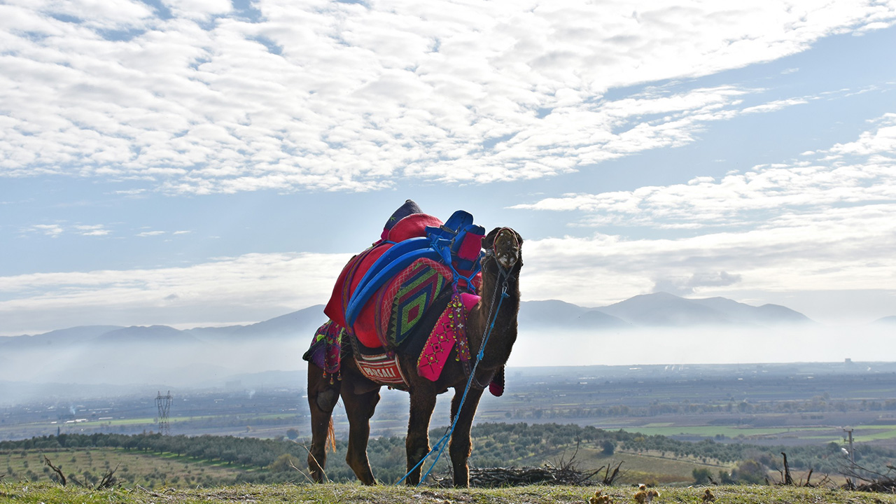 Turgutlu Belediyesince altıncısı organize edilen festival, Musalar Yeniköy Mahallesi`ndeki sahada gerçekleştirildi. 