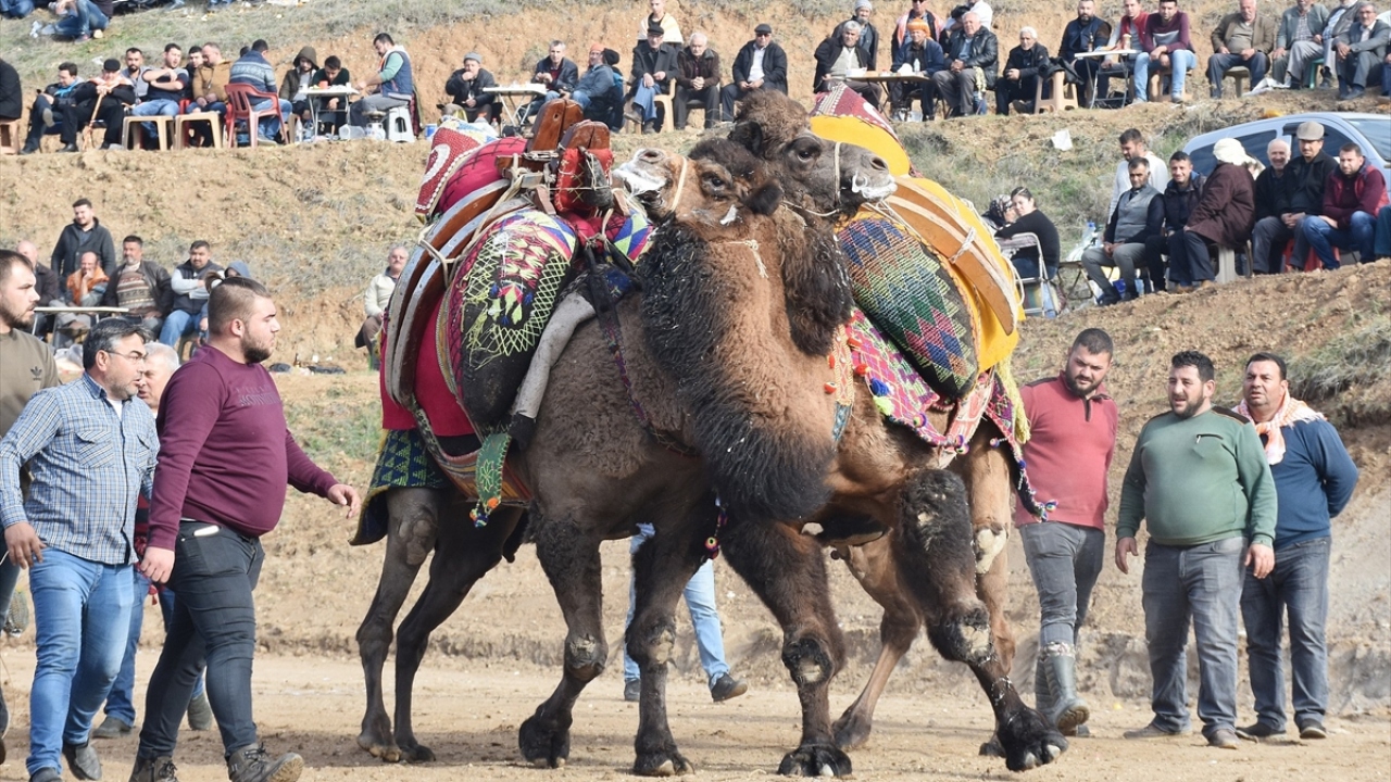 Organizasyona Manisa ve çevre illerden 130 deve katıldı.  