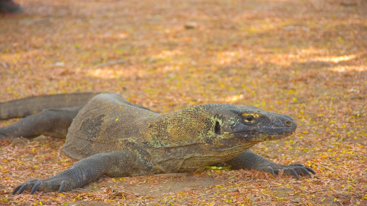 Parkın içerisinde yaşayan Komodo Ejderleri de ziyaretçilerin ilgisini çekiyor.