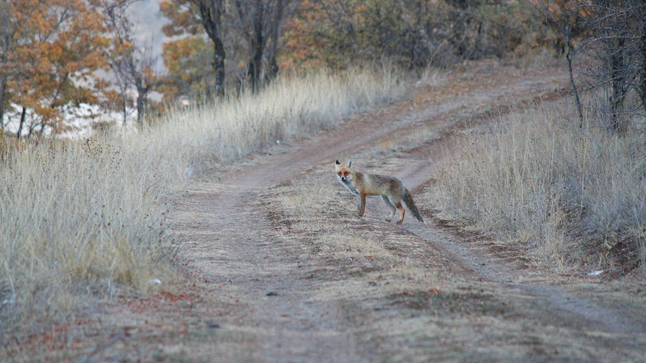 Tilkinin yemesi için özenle hazırladığı yiyecekleri ormanlık alana götüren Balköse, ilk zamanlar ormanda bazen dakikalarca, "Dost" adını verdiği tilkinin gelmesini bekledi.