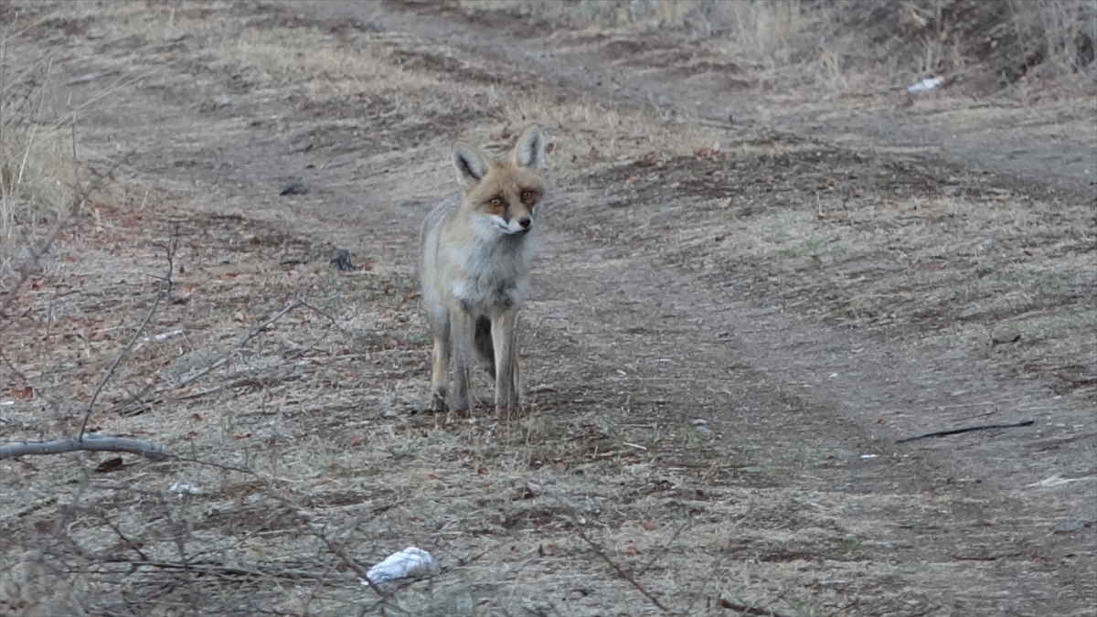 Bir süre sonra acıktığı için yanına gelen tilkiye yemeğini veren Balköse`nin, tilkiyle geçirdiği dakikalar görüntülendi. 