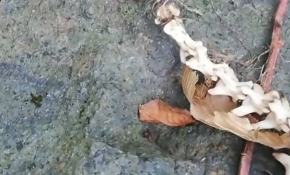 Trabzon'da su samuru iskeleti bulundu