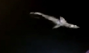 Oltasına 1,5 metrelik köpek balığı takıldı