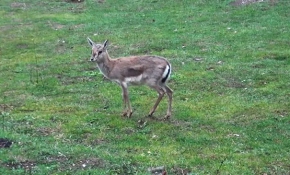 Aç kalan alageyik ve ceylanlar mesire alanına indi