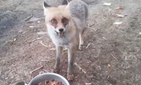 Ormanda karşılaştığı tilki en yakın dostu oldu