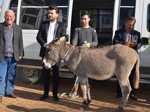 Gazipaşalı gençler yaylada terk edilen eşeği kurtardı