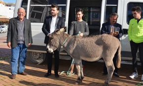 Gazipaşalı gençler yaylada terk edilen eşeği kurtardı