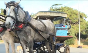 Adalar'da ruam hastalığı krizi