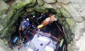 Kuyuda mahsur kalan köpek kurtarıldı