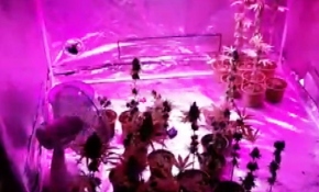 Evine kurduğu sera ile Hint keneviri yetiştiren kişi tutuklandı