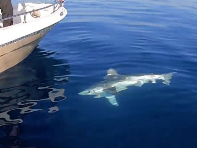 Balıkçıların oltasına 1,5 metrelik köpek balığı takıldı