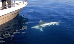 Balıkçıların oltasına 1,5 metrelik köpek balığı takıldı