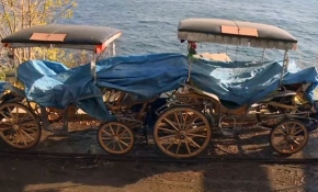 3 aylık fayton yasağı başladı, 2 bine yakın at barınaklarda toplandı