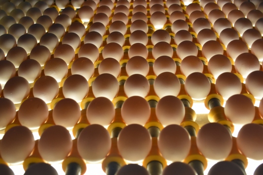 Yumurta üreticileri Arap pazarına yöneldi